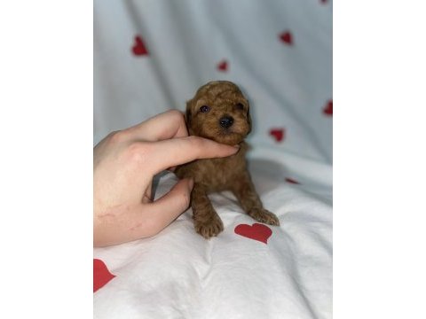 Toy poodle bebekler yılbaşına hazır