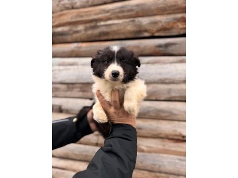 Mükemmel kalitede border collie bebekler