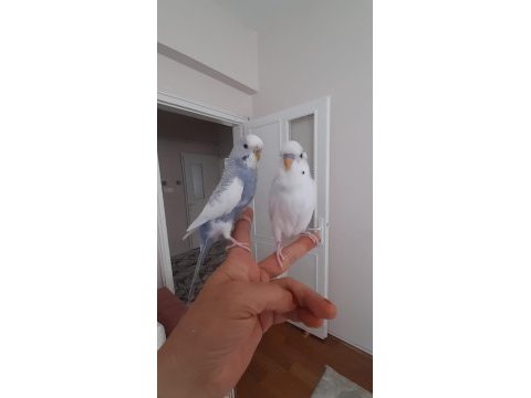Eşli muhabbet kuşları çift