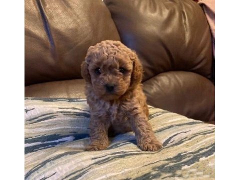 Toy poodle erkek dişi bebeklerimiz