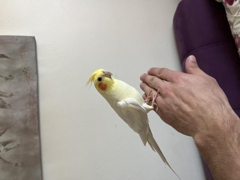 1 buçuk yaşında ele gelir sultan papağanı