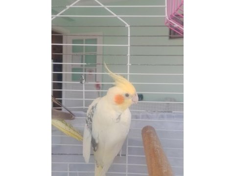 1.5 yaş erkek sultan papağanı
