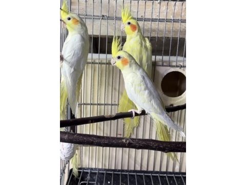 Lutino sultan papağanlar