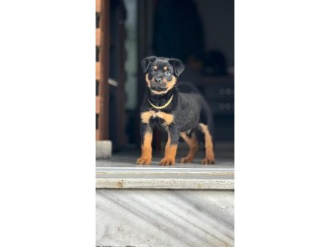 Efsanevi rottweiler yavrular dişi ve erkek