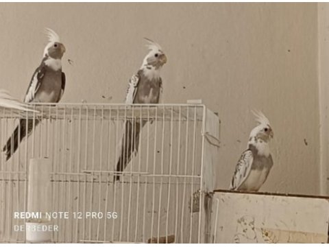 Wifi sultan papağanları