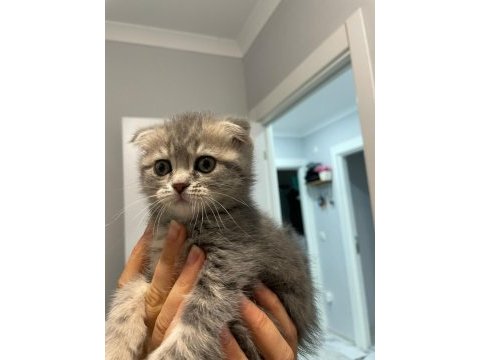 Scottish fold yavru 1 aylık