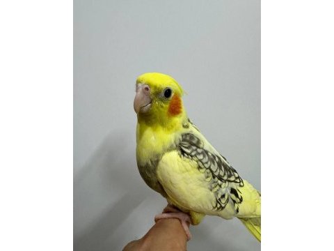 Eğitimli yavru sultan papağanları 5