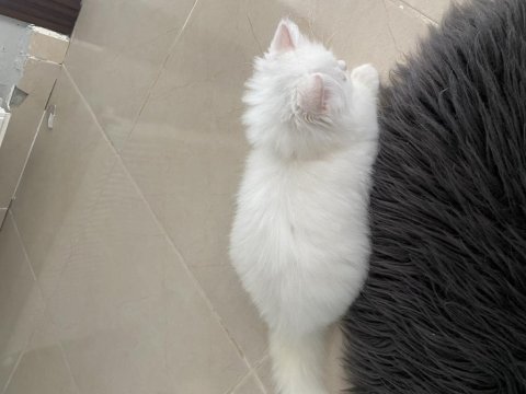 3 aylık minik british longhair yavrumuz