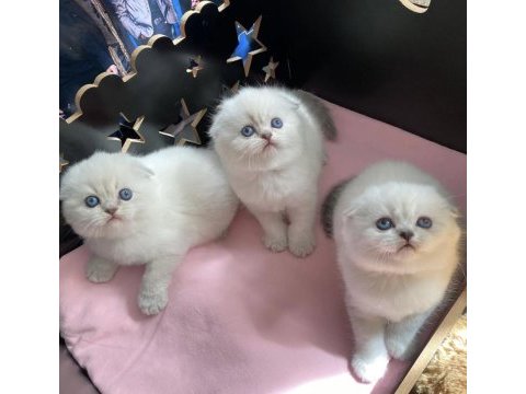 Safkan secereli mavi gözlü yavru kediler