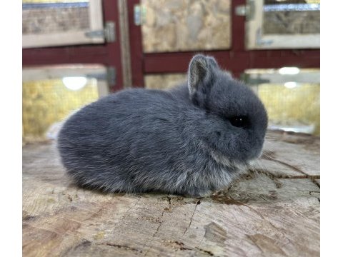 Hollanda cüce tavşan blue otter