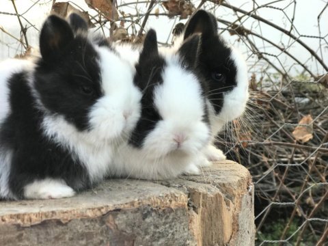 Cüce tavşan bebeklerimiz