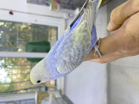 30 günlük yavru erkek muhabbet kuşu