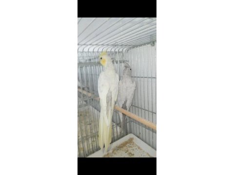 Emeralt sultan papağanı