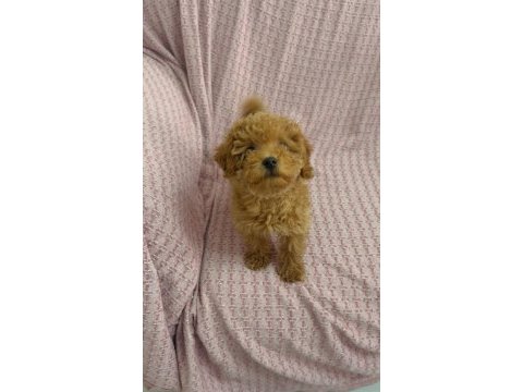 Mini minnoş toy poodle