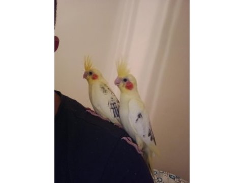 2 aylık ev üretimi evcil sultan papağanı yavrusu