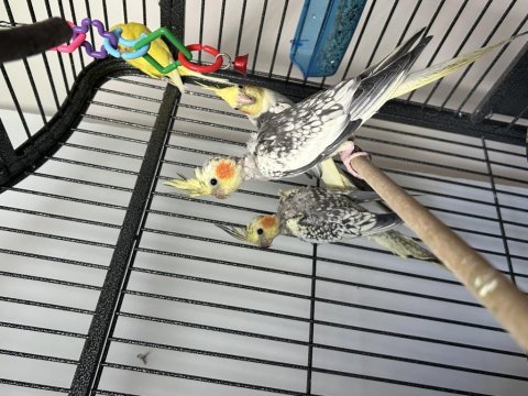 2.5 aylık paerl dişi ve erkek sultan papağanı