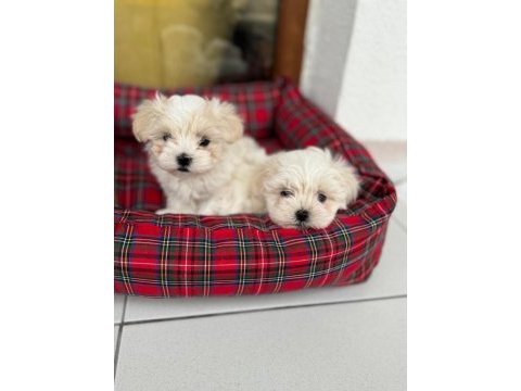 Minyatür maltese terrier köpekler