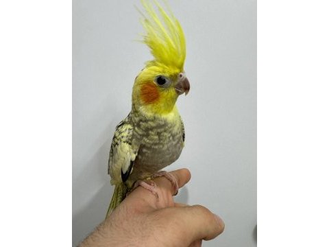 Eğitimli yavru sultan papağanları 3