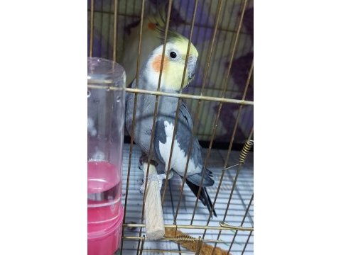 Grey erkek sultan papağanı