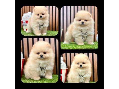 Teddy bear pomeranian boo bebeklerimiz