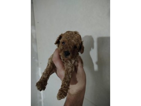 Toy poodle köpeğimiz ankara