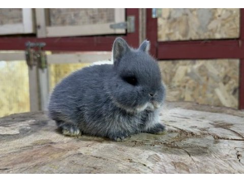 Hollanda cüce tavşan blue otter