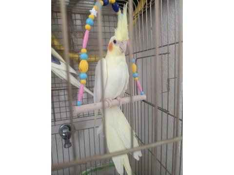 Sarışın güzeli sultan papağanı