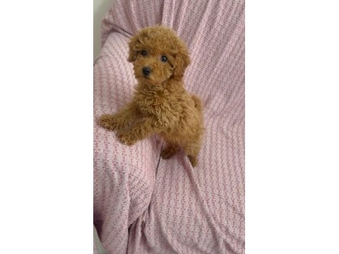 Mini minnoş toy poodle