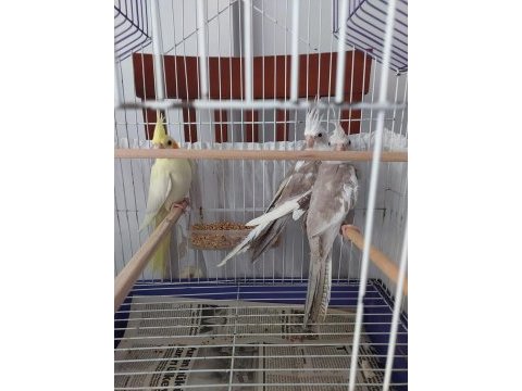 3 aylık sultan papağanı yavrular