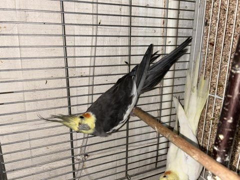 Damızlık erkek dişi yavru sultan papağanlar
