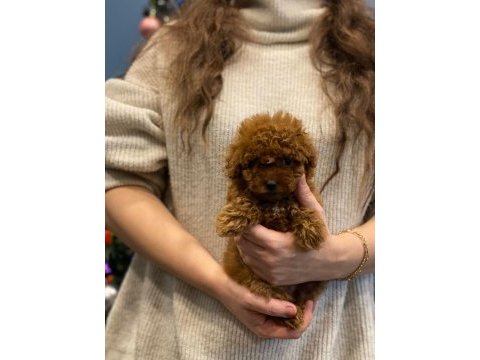 Ev doğumu toy poodle bebekler