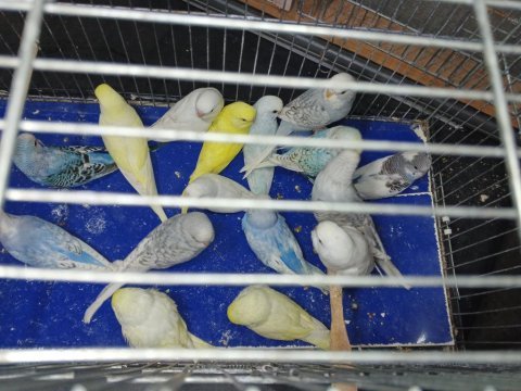 Alıştırmalık uysal yeme inmiş muhabbet kuşu yavrular