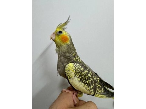 Eğitimli yavru sultan papağanları 8