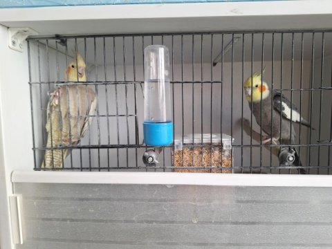 Sultan papağanları takım ve lüks pvc kuş dolabı kafes