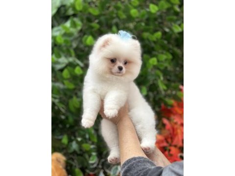 Safkan orjinal şecereli pomeranian boo