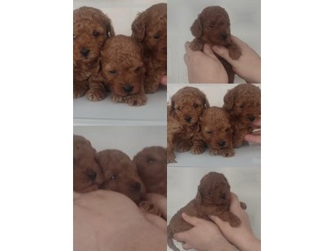 Toy poodle (kore)