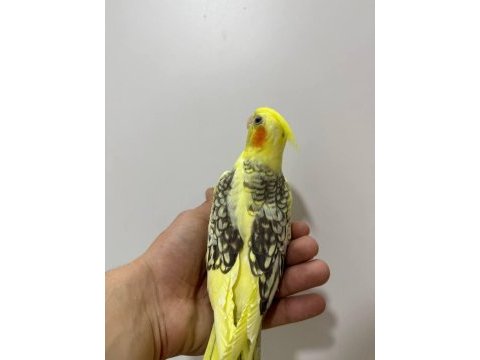 Eğitimli yavru sultan papağanları 1