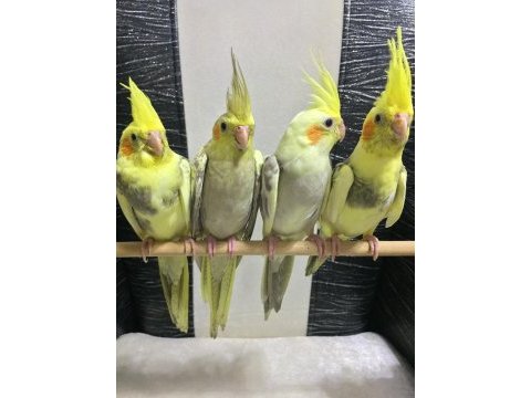Antalya yavru sultan papağanları 2024 bilezikli yavrular