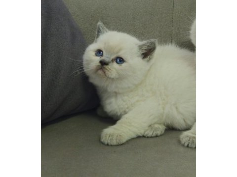 Aile sıcaklığında büyüyen scottish fold british yavrular