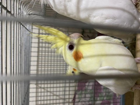 3 aylık lutino sultan papağanı
