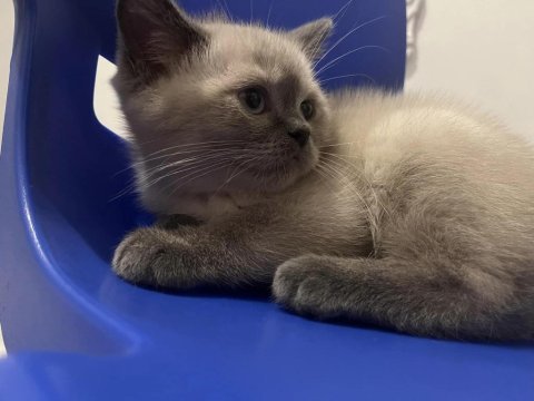2 aylık saf british shorthair blue point kediler