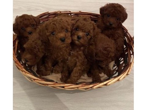 Toy poodle red brown ev ortamında sağlık garantili