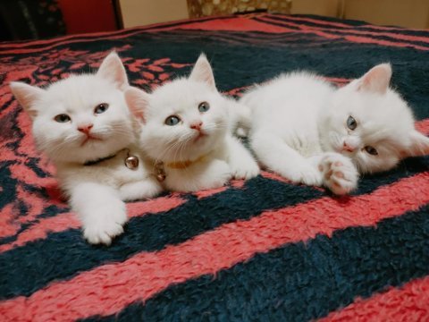 Kar beyazı mavi gözlü british bebekler