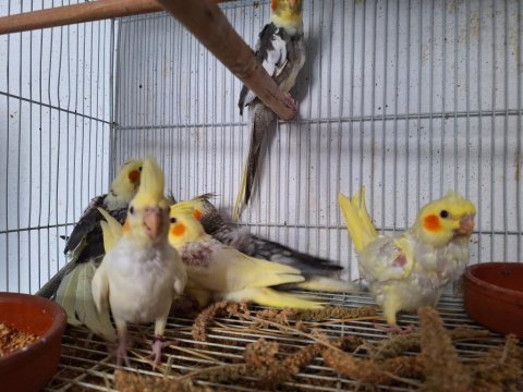 Yavru sultan papağanları