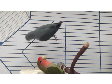 Çift sevda papağanı