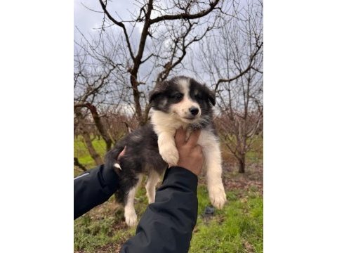 Mükemmel kalitede border collie bebekler