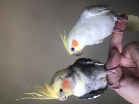 Garantili genç çift sultan papağanı