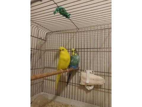 Evde beslenen 2 çift renk güzeli muhabbet kuşu