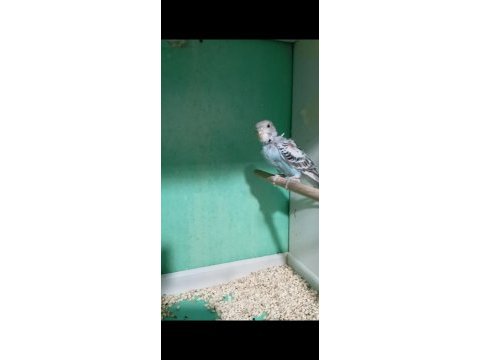 Uygun yeni yeme düşen dişi erkek yavru muhabbet kuşu