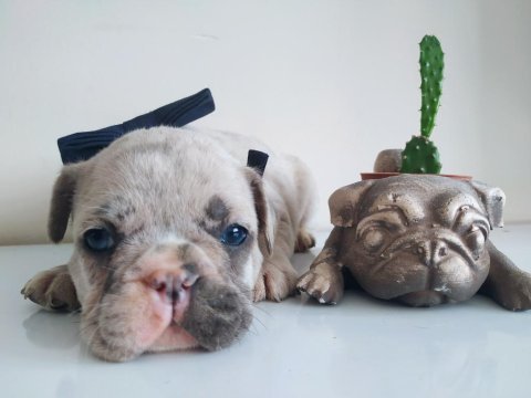 Fawn rengi egzotic gen taşıyıcı french bulldog yavru